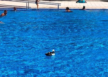 An Unusual Visitor Surprises Swimmers in Tenerife’s Pools