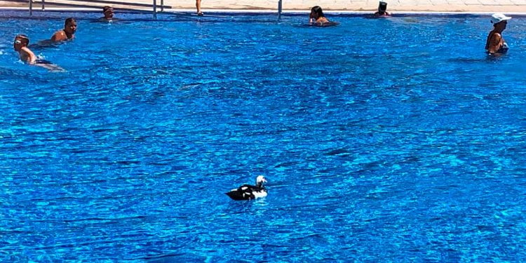 An Unusual Visitor Surprises Swimmers in Tenerife’s Pools