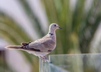 Sustainable Tourism in Tenerife: How to Explore Responsibly