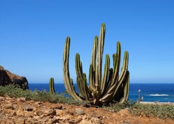 Hidden Gems of Playa de las Americas: Discovering Paradise