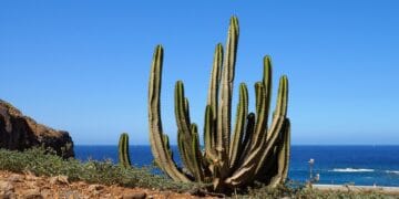 Hidden Gems of Playa de las Americas: Discovering Paradise