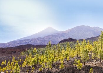 Carnival Magic: Experiencing Tenerife’s Vibrant Festival